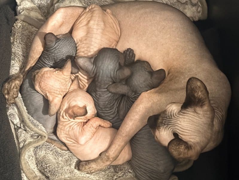 Sphynx 1 month old male named Cocoas Litter for sale in Boone County, Kentucky | Petmeetly