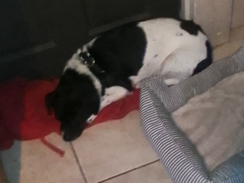 Chihuahua 5 years old female medium named Paisley for sale in Brazos County, Texas | Petmeetly