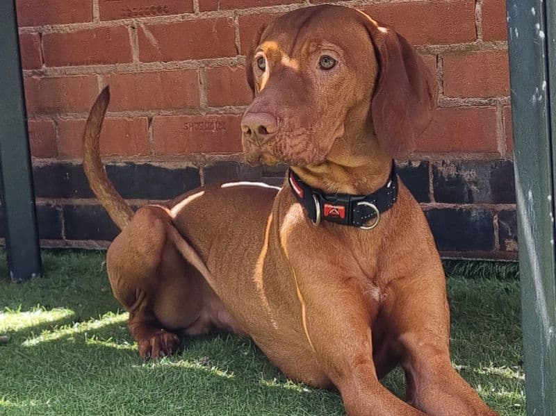 Vizsla 2 years 7 months old male medium named Athos for breeding in West Midlands, England | Petmeetly