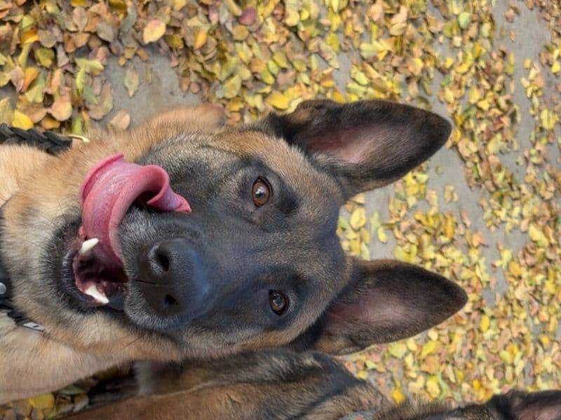 Belgian Malinois 11 months old male large named Krash for sale in Fresno County, California | Petmeetly