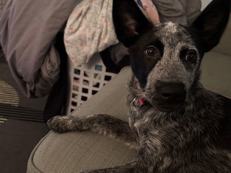 Australian Cattle Dog 4 months old female medium named Bell Bell for sale in Hillsdale County, Michigan | Petmeetly