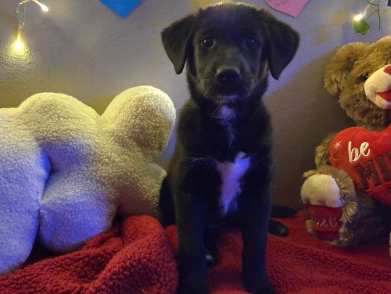 Golden Retriever 2 months old female medium named Little Red for sale in Johnson County, Kansas | Petmeetly