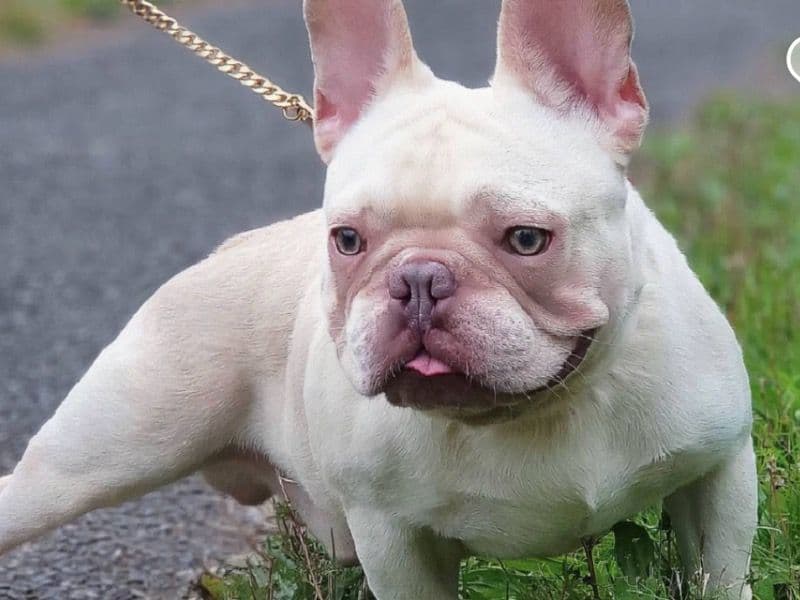 French Bulldog 3 years old male medium named Pecan for breeding in Hillsborough County, Florida | Petmeetly