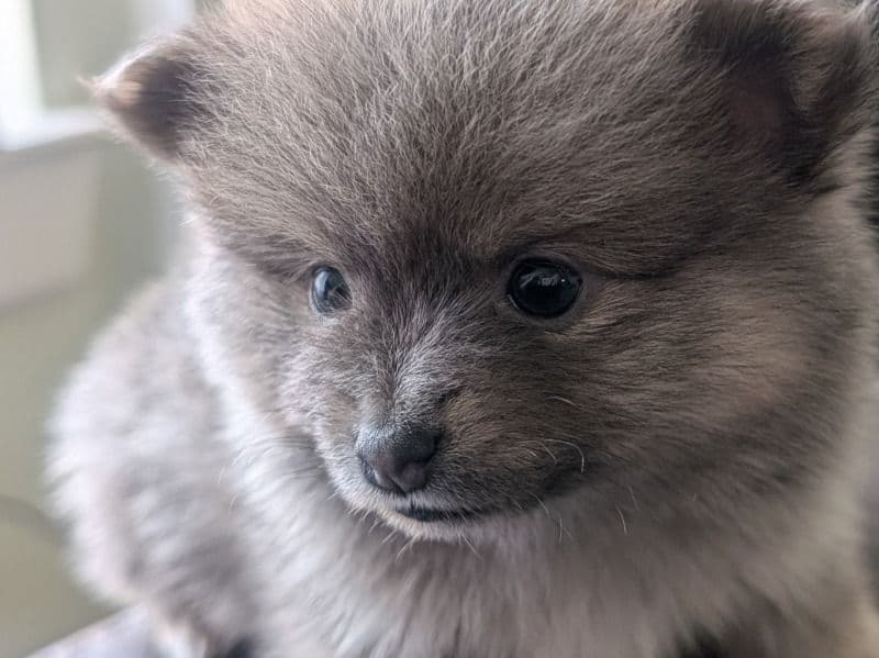 Pomeranian 1 month old female small named Luna for sale in Sacramento County, California | Petmeetly