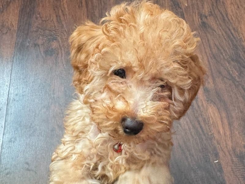 Poppy the Miniature Poodle - Gallery photo 5