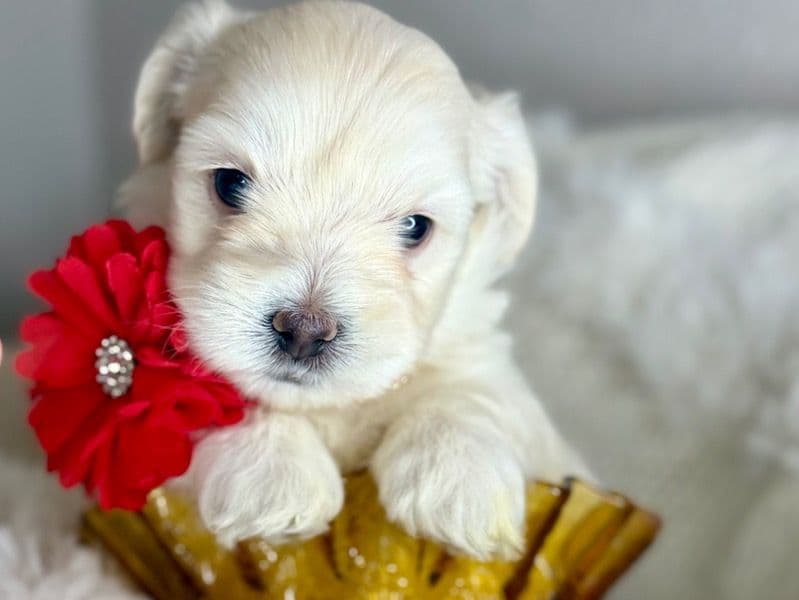 Maltipoo 3 months old female small named Snow White for sale in Harris County, Texas | Petmeetly