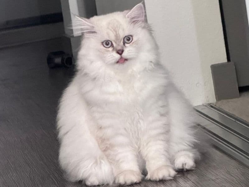 Ragdoll 1 year old female named Anabelle for breeding in Maricopa County, Arizona | Petmeetly