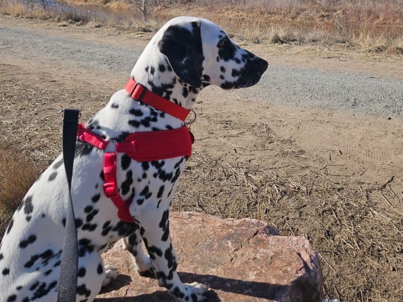 Dalmatian 5 months old male medium named Timber for adoption in Denver, Colorado | Petmeetly