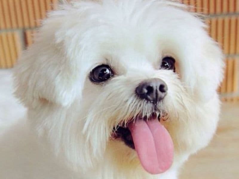 Maltese 1 year 6 months old female medium named Snow Flake for sale in New York | Petmeetly