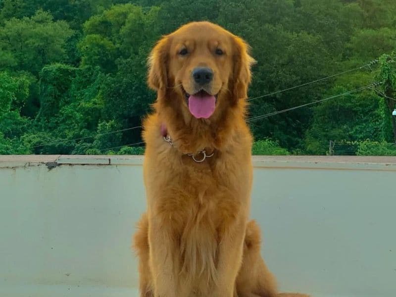 Golden Retriever 9 years old male large named Archie for breeding in Konkan Division, Maharashtra | Petmeetly