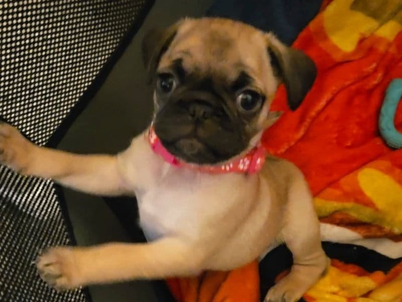 Pug 2 months old female small named Pink for sale in Clark County, Nevada | Petmeetly