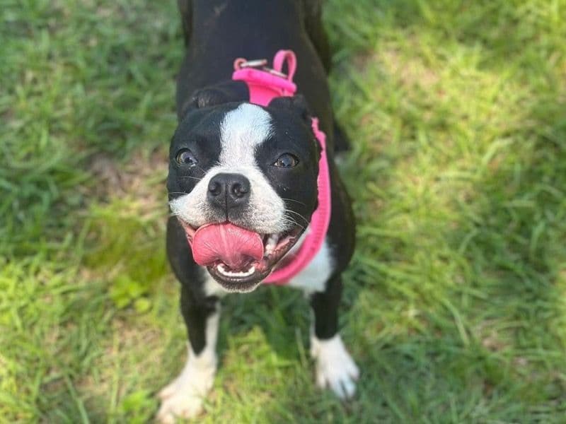 Boston Terrier 10 months old female small named Tea Cup for sale in Santa Rosa County, Florida | Petmeetly
