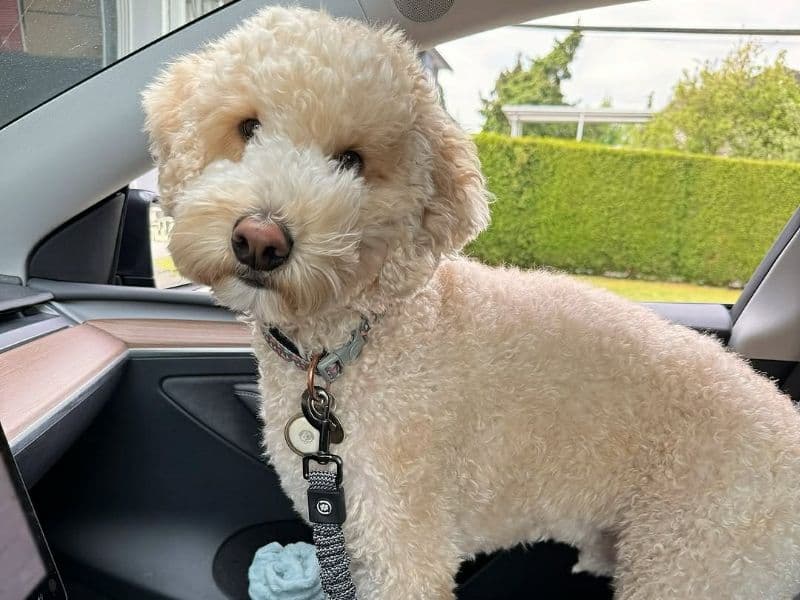 Mini Golden Doodle 1 year 8 months old male small named Copper for adoption | Petmeetly