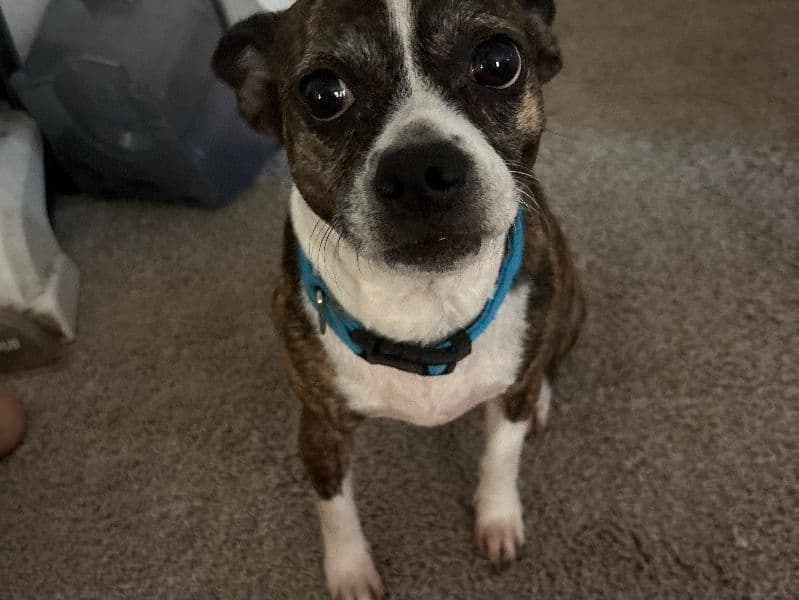 Chihuahua 6 years 6 months old female small named Babygirl for sale in Collin County, Texas | Petmeetly