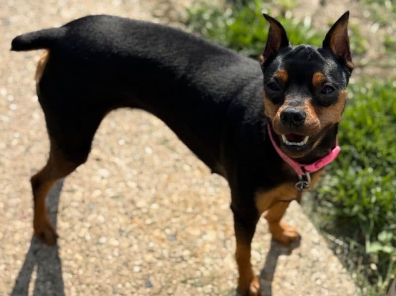 Miniature Pinscher 2 years 6 months old female small named Luna for breeding in Milwaukee County, Wisconsin | Petmeetly