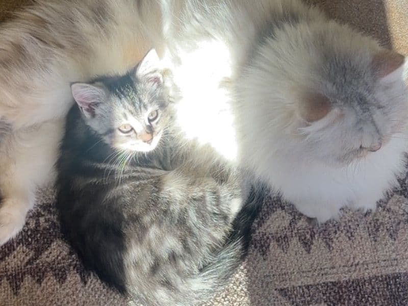 Persian 2 months old female named Chloe for sale in Maricopa County, Arizona | Petmeetly