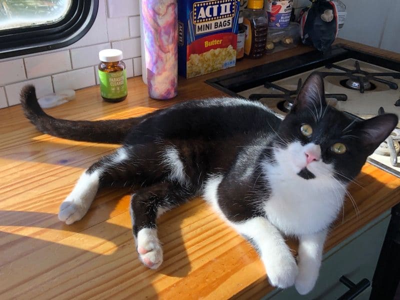 American Shorthair 6 months old male named Luke for sale in Hillsborough County, Florida | Petmeetly
