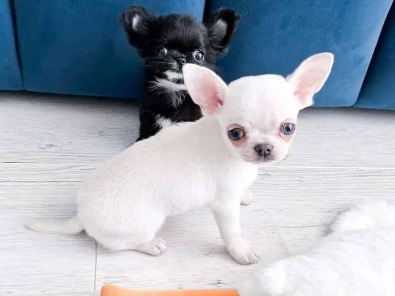Chihuahua 1 year 5 months old female medium named Bela for sale in Los Angeles County, California | Petmeetly