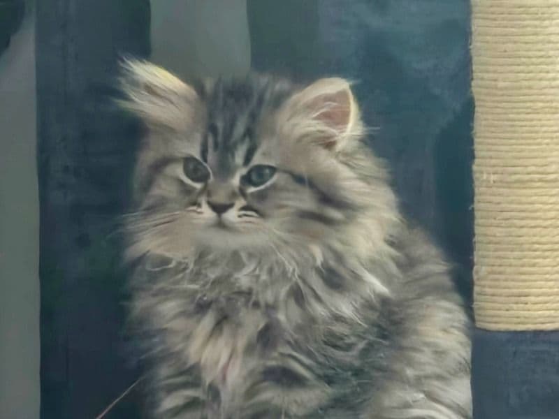 Persian 7 months old male named Indigo for breeding in Albany County, New York | Petmeetly