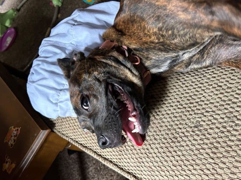 Boston Terrier 2 years old female medium named Roxy for adoption in Jefferson County, Kentucky | Petmeetly