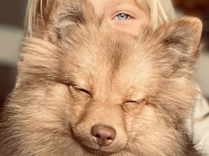 Pomeranian 8 months old female small named Pierozek for breeding in Pasco County, Florida | Petmeetly