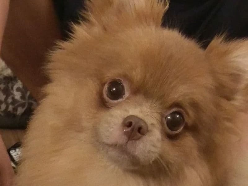 Pomeranian 7 years old female small named Chikita for breeding in Harris County, Texas | Petmeetly