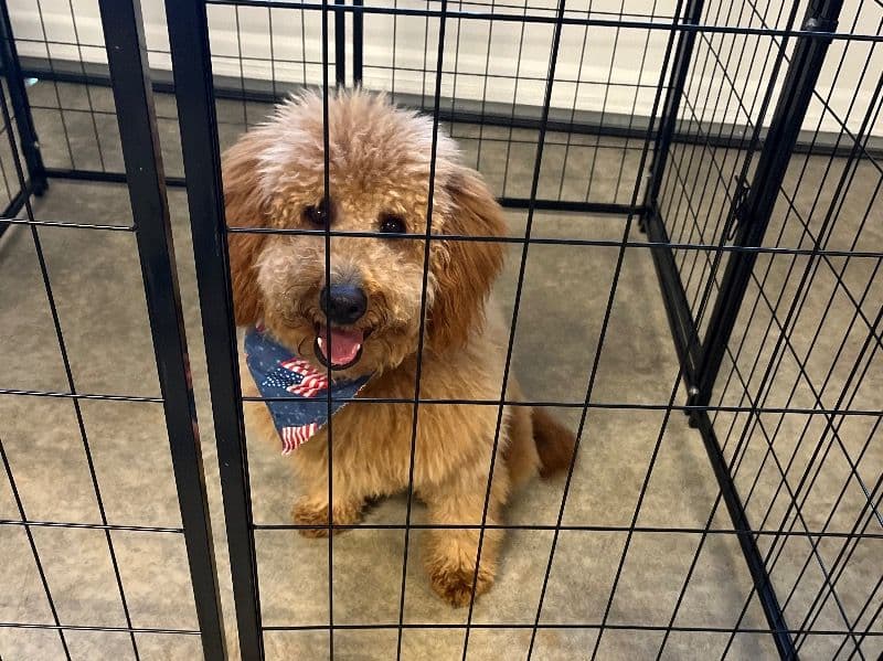 Goldendoodle 1 year 2 months old male medium named Moose for sale in Pierce County, Washington | Petmeetly