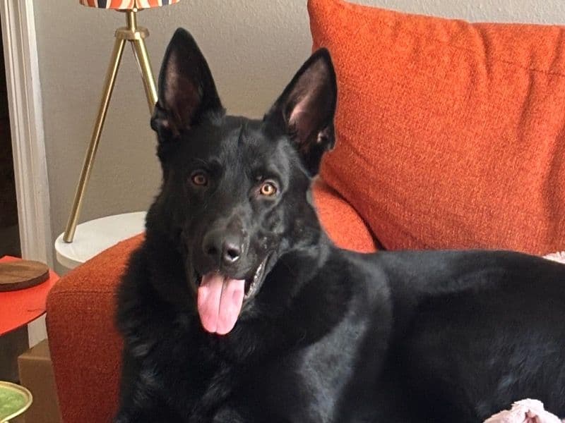 Black German Shepherd 1 year 11 months old male large named Teddy for breeding in Canadian County, Oklahoma | Petmeetly