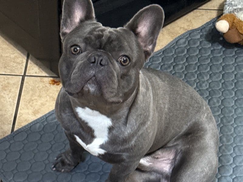 French Bulldog 1 year 6 months old male large named Bruno for breeding in Northampton County, Pennsylvania | Petmeetly