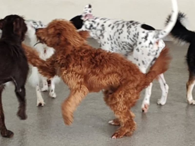 Goldendoodle 9 months old male medium named Luffy for adoption in Contra Costa County, California | Petmeetly