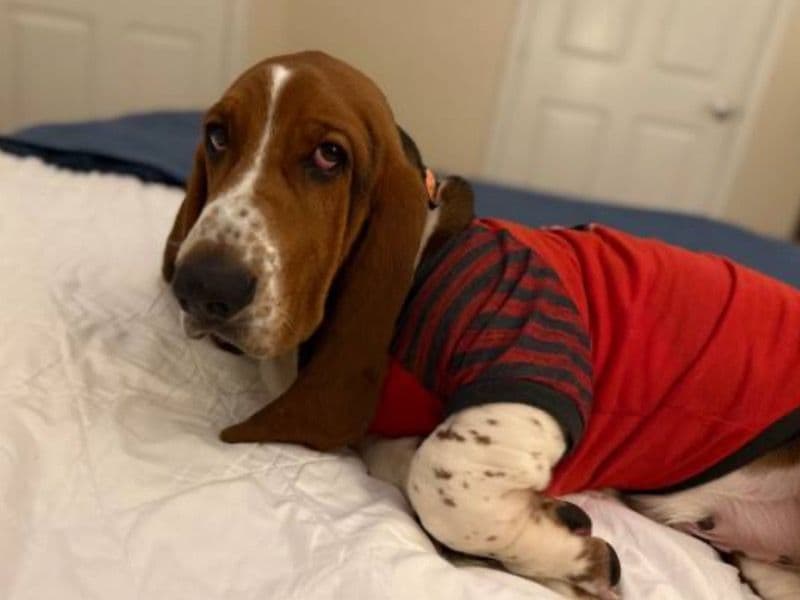 Basset Hound 7 months old male medium named Stitch for sale in Barrow County, Georgia | Petmeetly