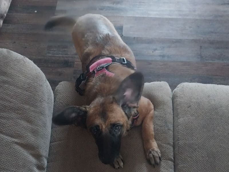 Belgian Malinois 2 years 8 months old female medium named Roxy for adoption in Armstrong County, Pennsylvania | Petmeetly
