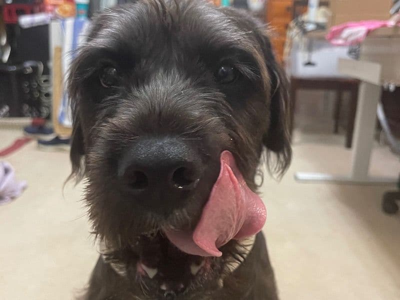 Airedale Terrier 3 years 2 months old female medium named Lizie for adoption in Honolulu County, Hawaii | Petmeetly