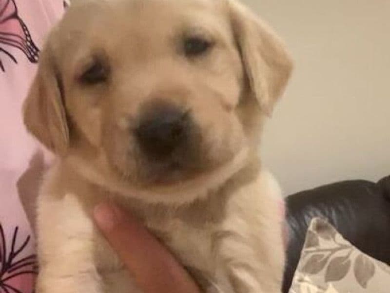 Labrador Retriever 2 months old male small named Nolley for sale in New York | Petmeetly