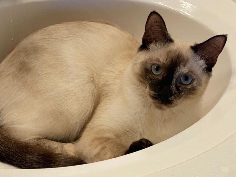 Siamese 10 months old female named Soso for breeding in Orange County, California | Petmeetly