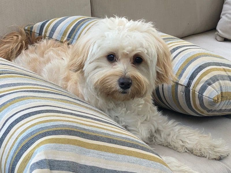 Havanese 5 years 8 months old female medium named Cookie for breeding in Pierce County, Washington | Petmeetly