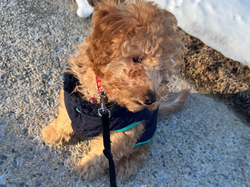 Poppy the Miniature Poodle - Gallery photo 4