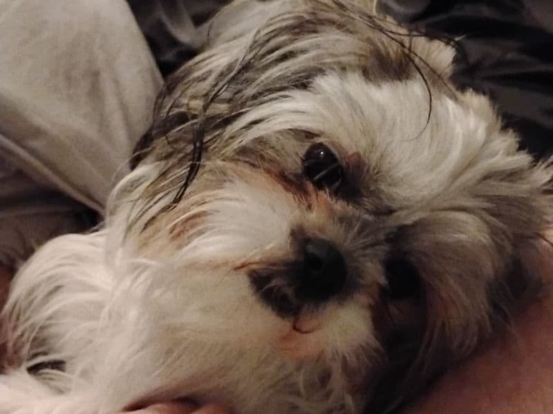 Shih Tzu 1 year old female extra large named Maya for sale in Osceola County, Florida | Petmeetly