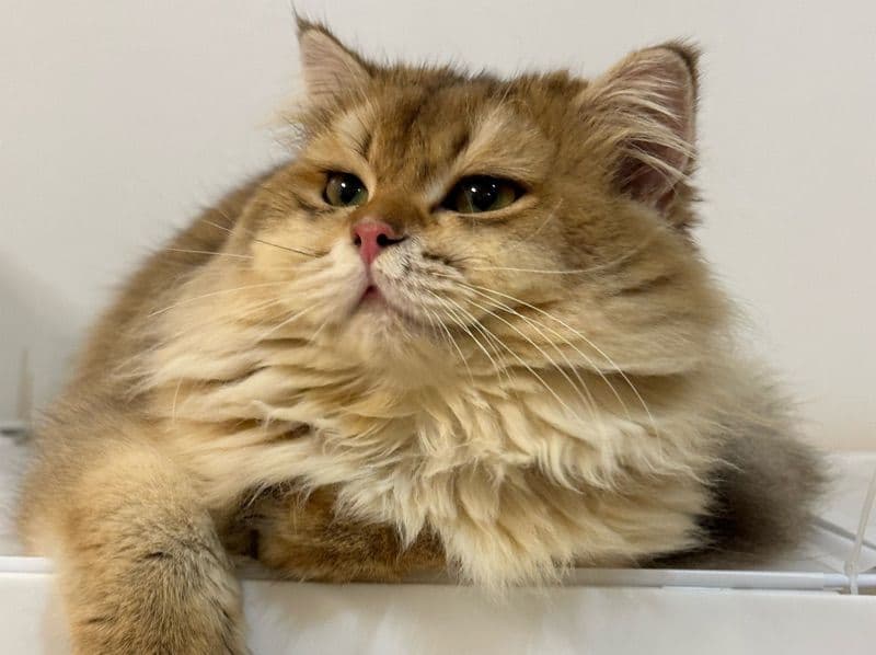 British Longhair 8 months old male named Jacob for sale | Petmeetly