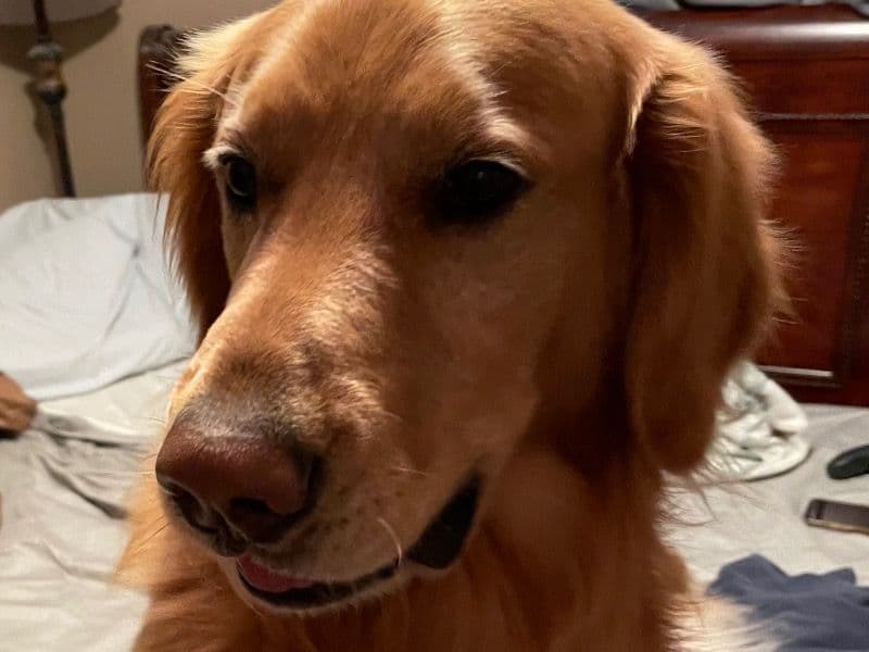 Golden Retriever 4 years 8 months old male large named Jj for breeding in Tarrant County, Texas | Petmeetly
