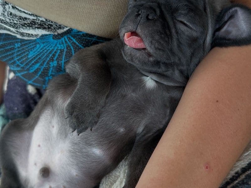 Pug 7 months old male small named Buddah for sale in Montague County, Texas | Petmeetly