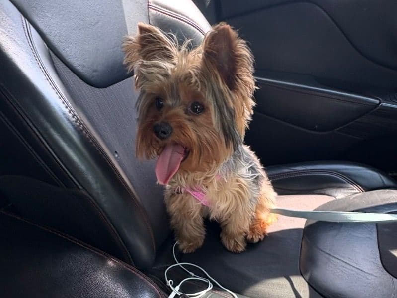 Yorkshire Terrier 1 year old female small named Juicy for sale in Cook County, Illinois | Petmeetly
