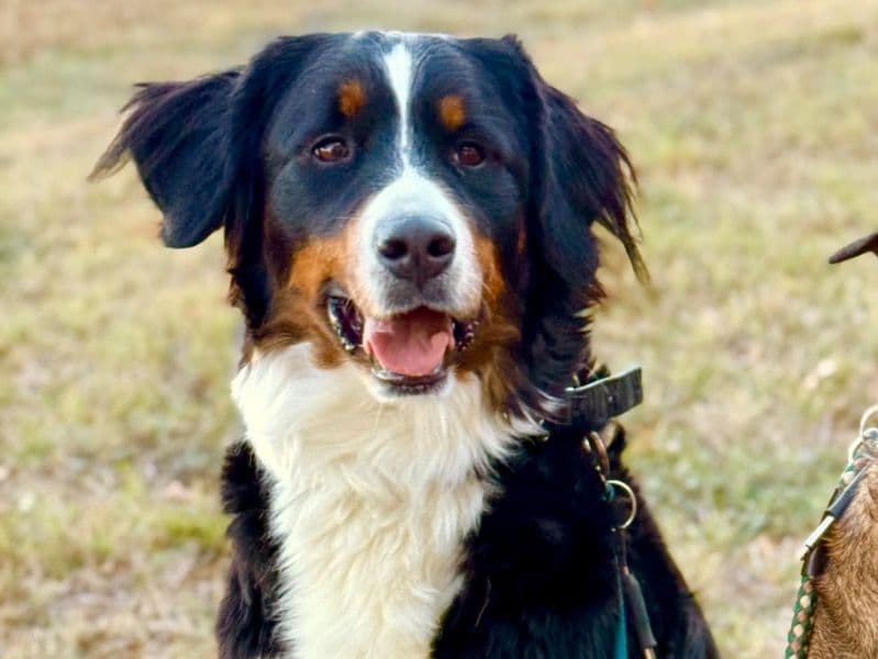 Bernese Mountain Dog 3 years old female large named Mila for breeding in Blanco County, Texas | Petmeetly