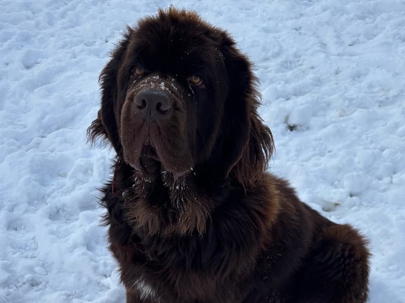 Newfoundland 3 years 4 months old male extra large named Sampson for breeding in Weld County, Colorado | Petmeetly