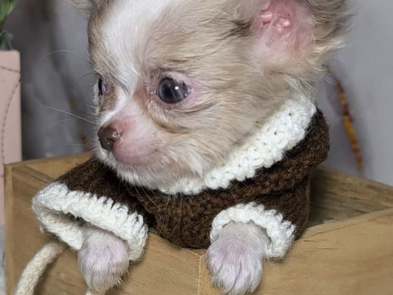 Affenhuahua 1 year 11 months old male small named Chihuahua for sale in Medellín, Antioquia | Petmeetly