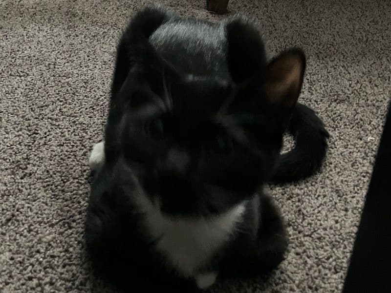 Domestic Shorthair 5 months old male named Mello for breeding in Baltimore, Maryland | Petmeetly