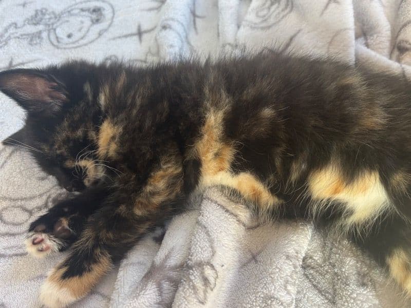 American Shorthair 1 month old female named Lucie for sale in Passaic County, New Jersey | Petmeetly