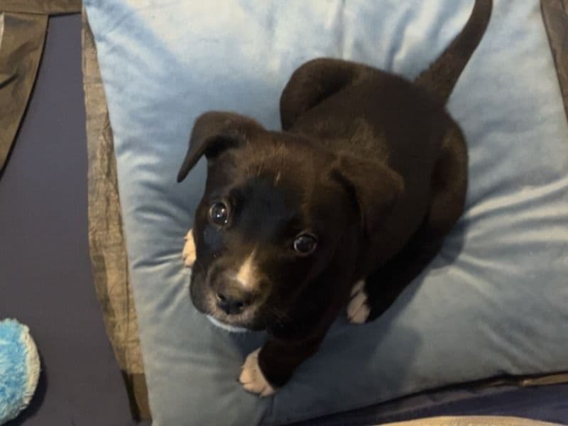 American PitBull Terrier 1 month old male small named Kevin for sale in Jackson County, Mississippi | Petmeetly