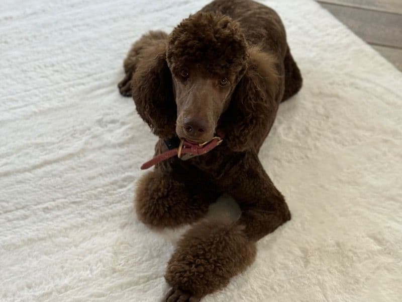 Poodle 3 years 11 months old female large named Lady Magnolia for breeding in Sherburne County, Minnesota | Petmeetly