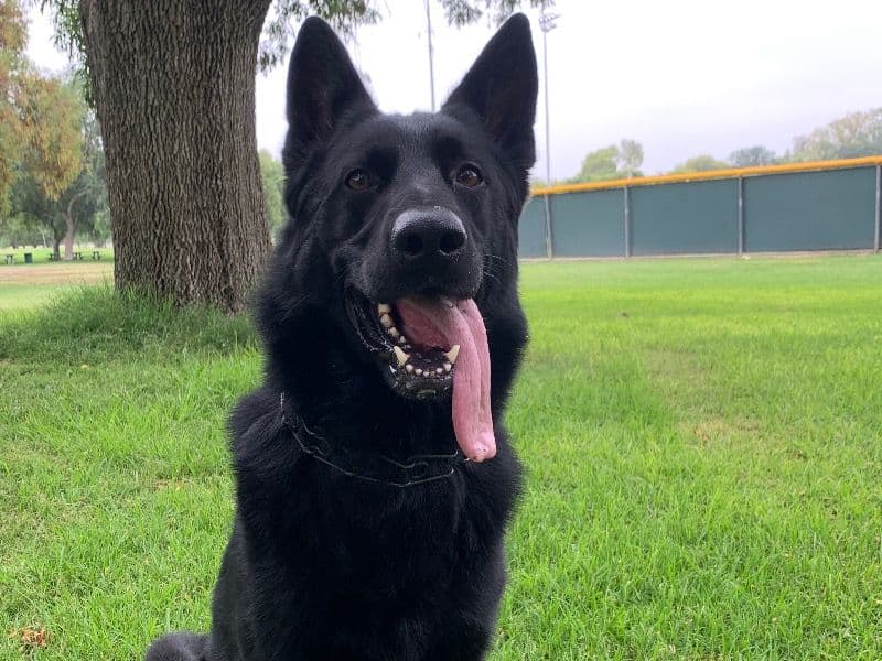 Black German Shepherd 8 years 10 months old male medium named Jagger for breeding in San Bernardino County, California | Petmeetly